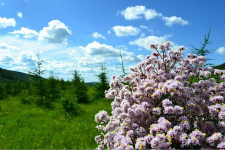 原來(lái)草原在這里--壩上